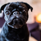 Image for article titled Feeding Dogs 'Human-Grade' Food Might Make Them Poop Less